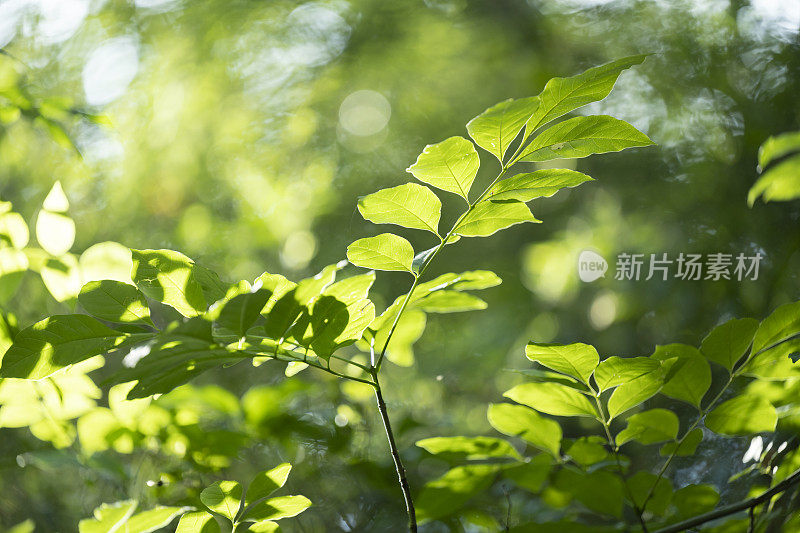 夏天的一个晚上，南部的州湿地