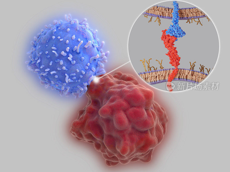 免疫检查点:PD-1和PD-L1之间的相互作用抑制t细胞