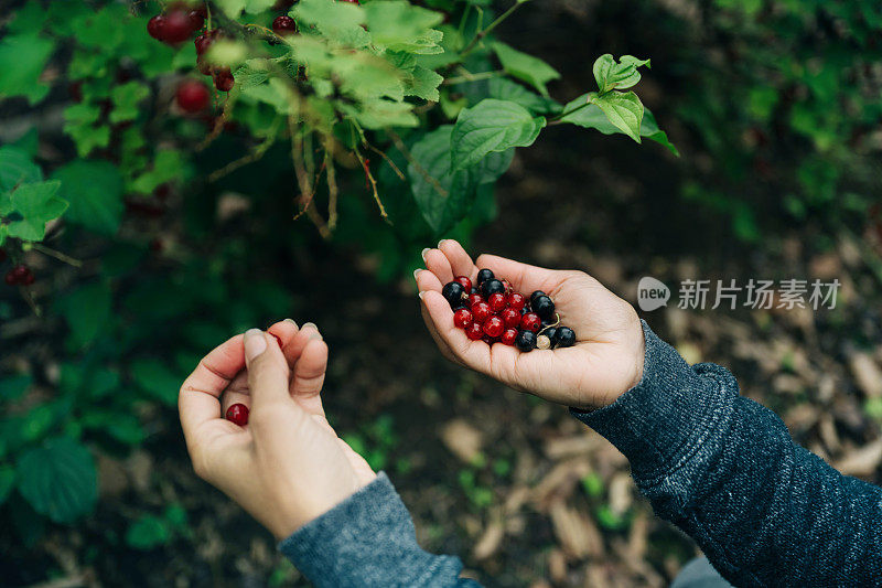 女性的手拿着新鲜采摘的红醋栗和黑醋栗