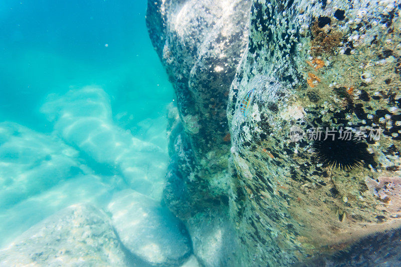 水下岩石上的海胆
