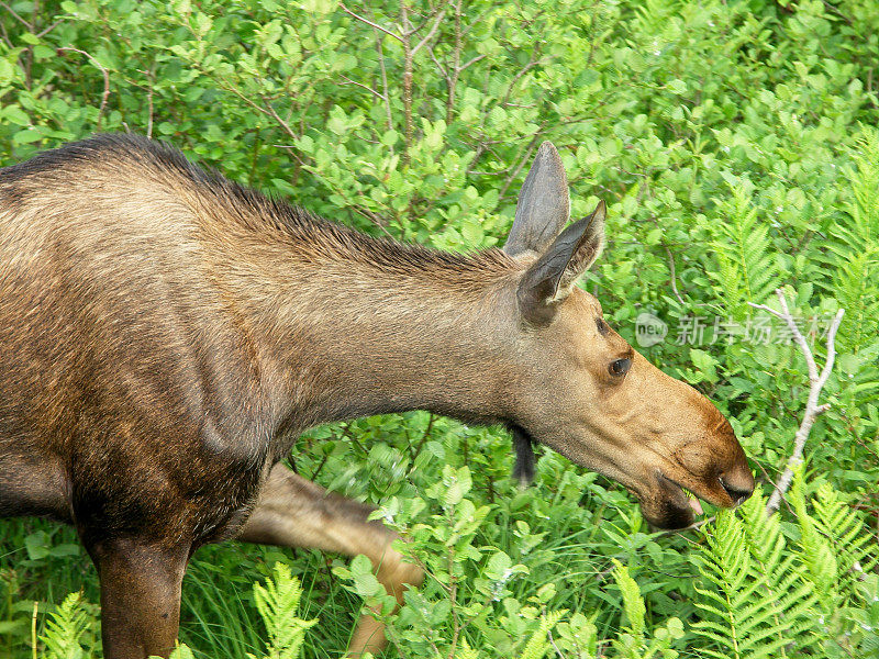 一只巨大的雌性驼鹿在加拿大海岸的布雷顿角林地觅食