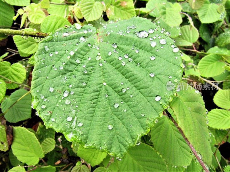 7月。雨天。滴在叶子上。