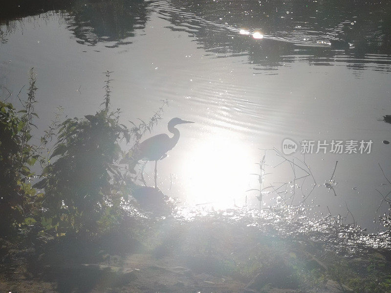 一只灰色苍鹭的轮廓被午后的阳光映在水面上