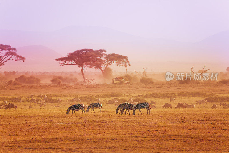 草原上的非洲斑马，肯尼亚国家公园