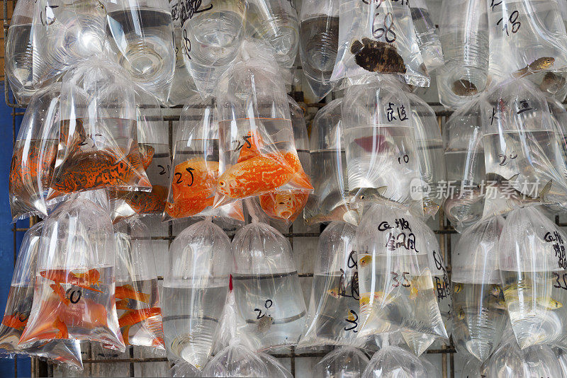 香港市场里装着鱼的透明袋子