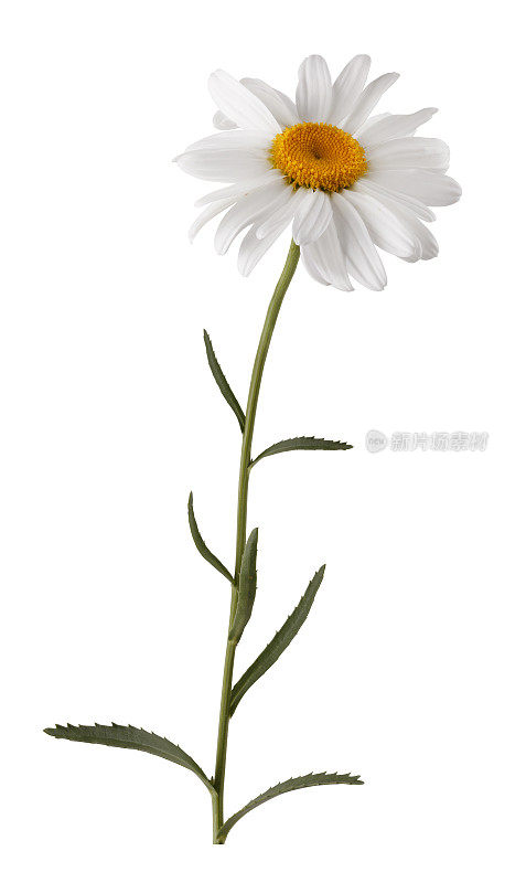 具茎的孤立的白花