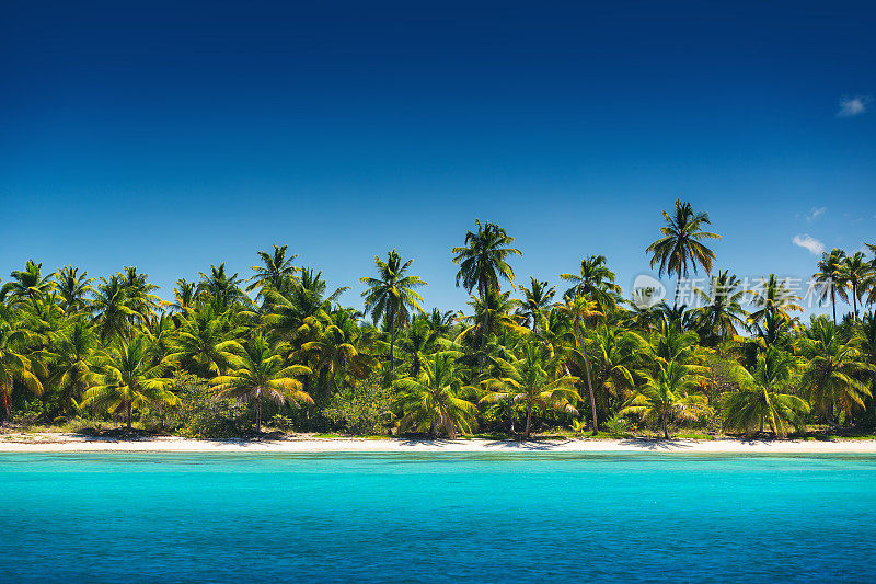 多米尼加共和国Saona岛热带海滩上的棕榈树