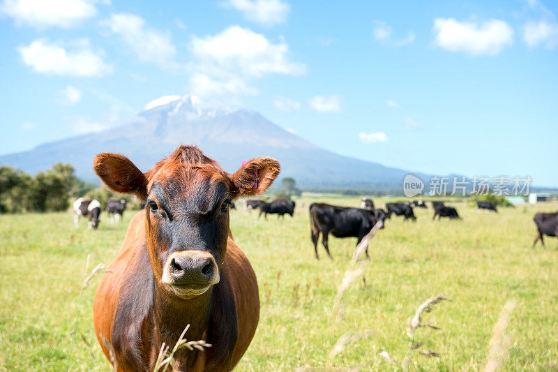 奶牛和火山的背景