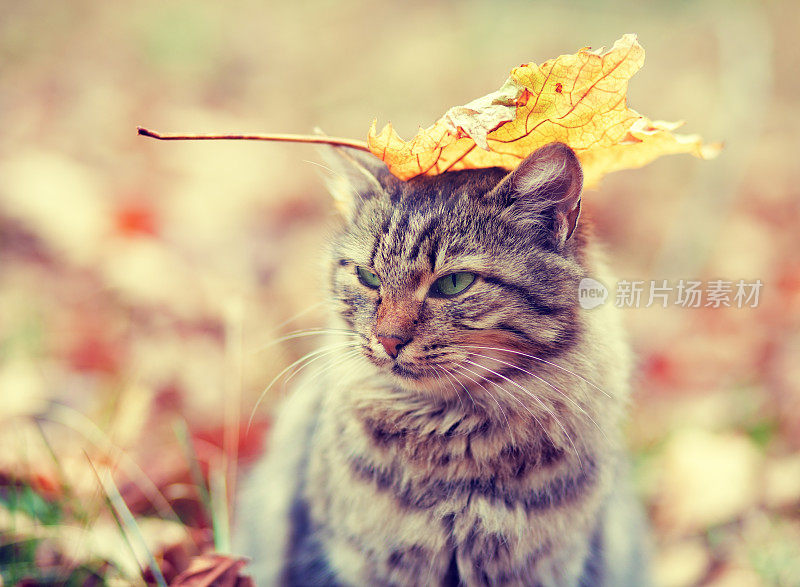 头上有叶子的西伯利亚猫