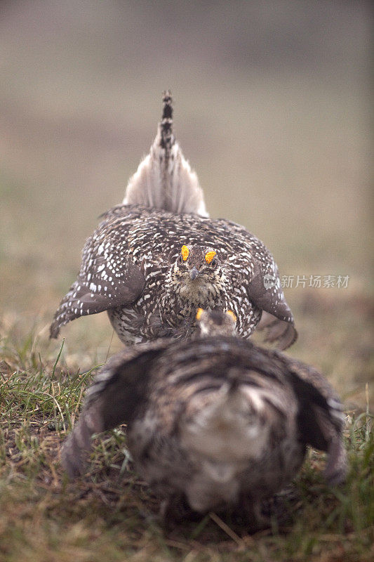 野生尖尾松鸡在战斗对峙在北科罗拉多列克