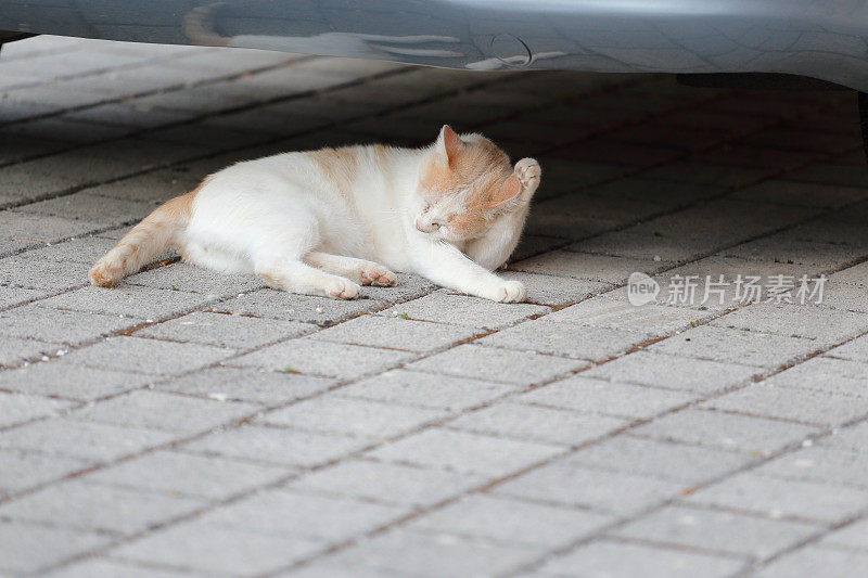 猫躺在车下