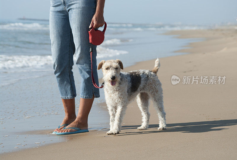 狐狸梗喜欢早晨在海滩上遛狗