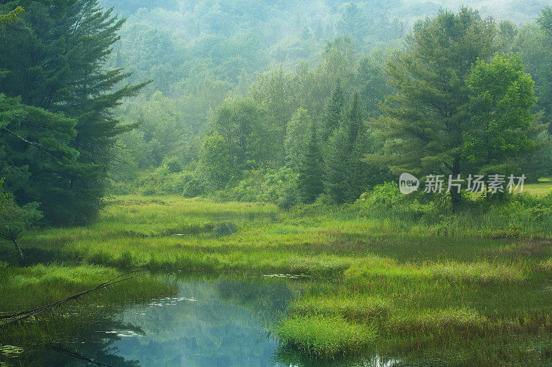 沼泽溪上空有雾