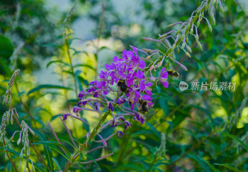 圣海伦斯大黄蜂山