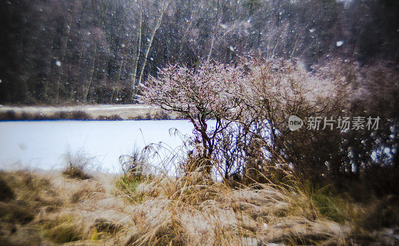 冻雨过后，树上结满了冰