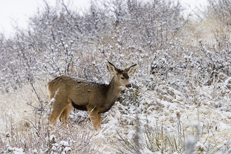 冬季雪中的科罗拉多骡鹿