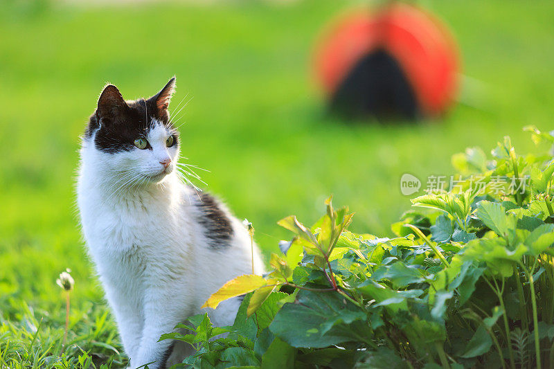 房子外面的猫