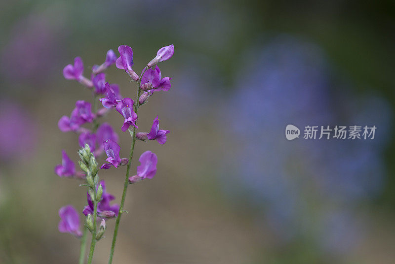 狼的花