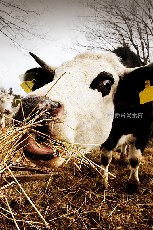 饥饿的牛