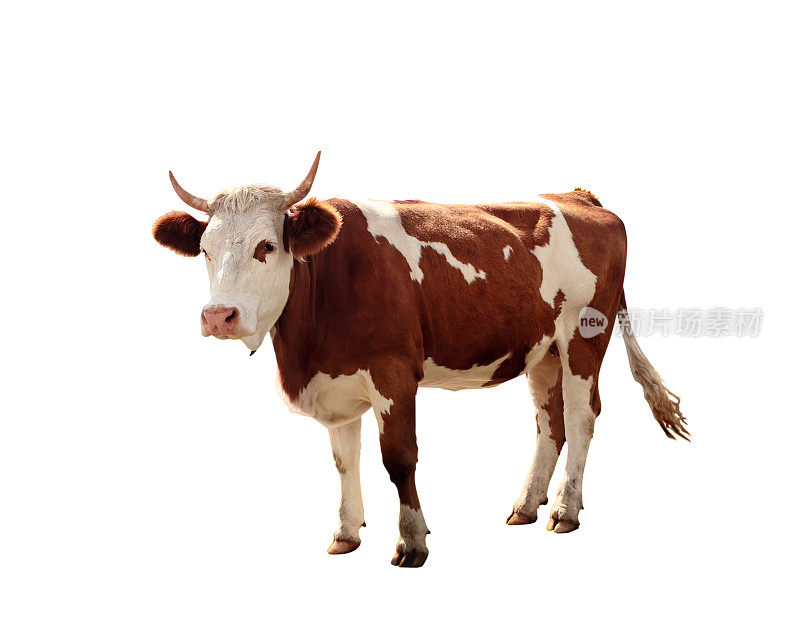 白色背景上的奶牛