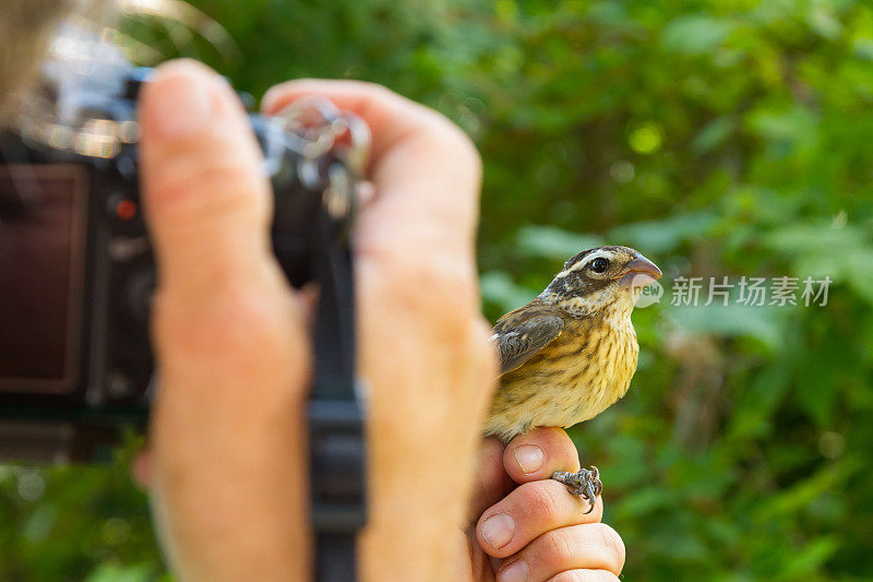 玫瑰襟蜡嘴鸟