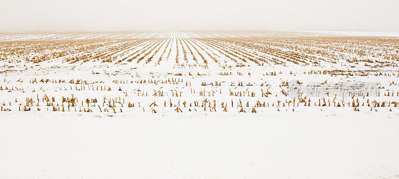 雪中玉米地的残茬