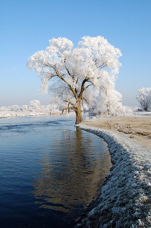 雪哈维尔河柳树(德国)