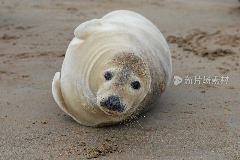 小海豹