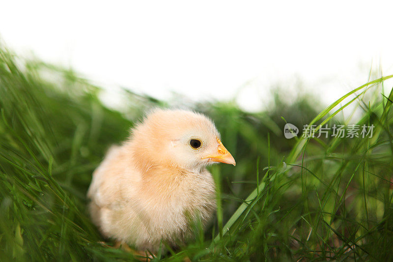 草丛中的小鸡