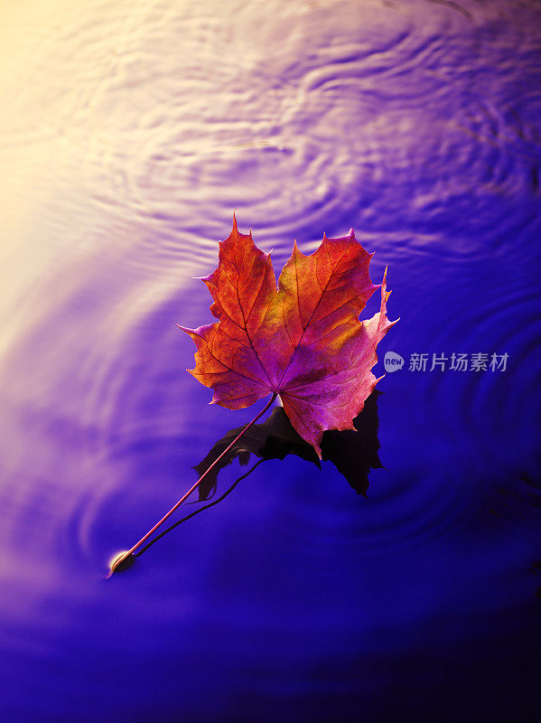 水中的秋叶