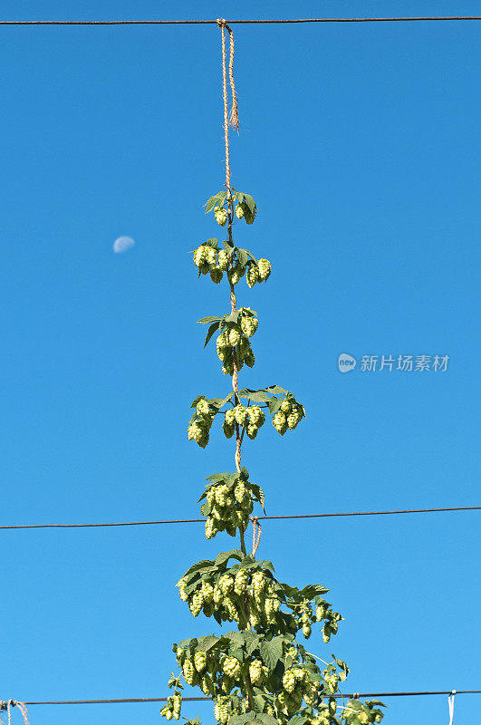 啤酒花藤生长缠绕在亚基马山谷WA