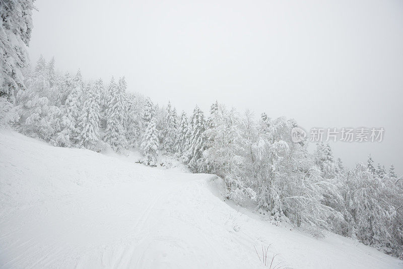 冬季景观与雪和树