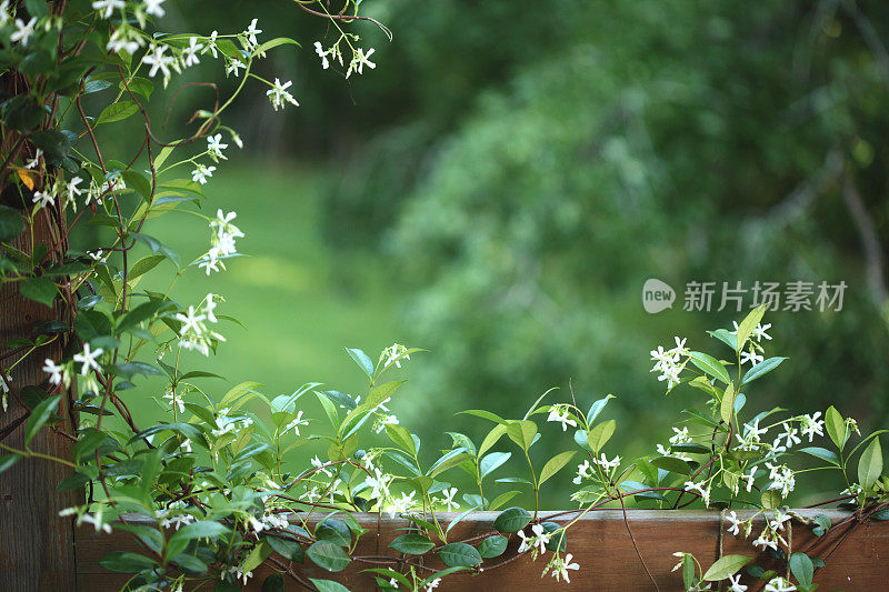 茉莉花葡萄背景