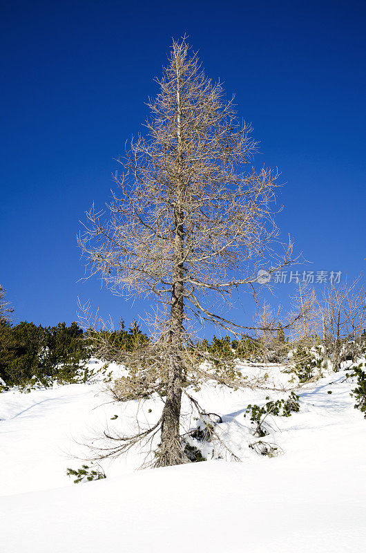 雪地里的干落叶松-朱利安阿尔卑斯山