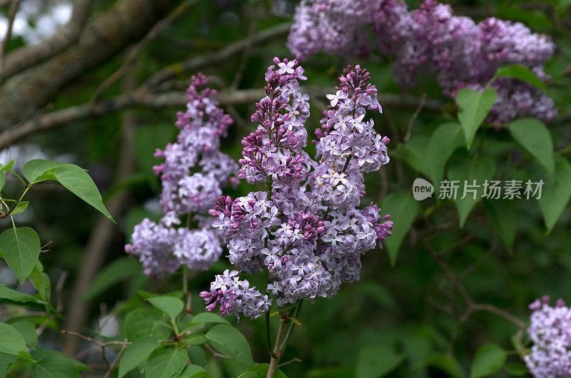 紫色的淡紫色的花