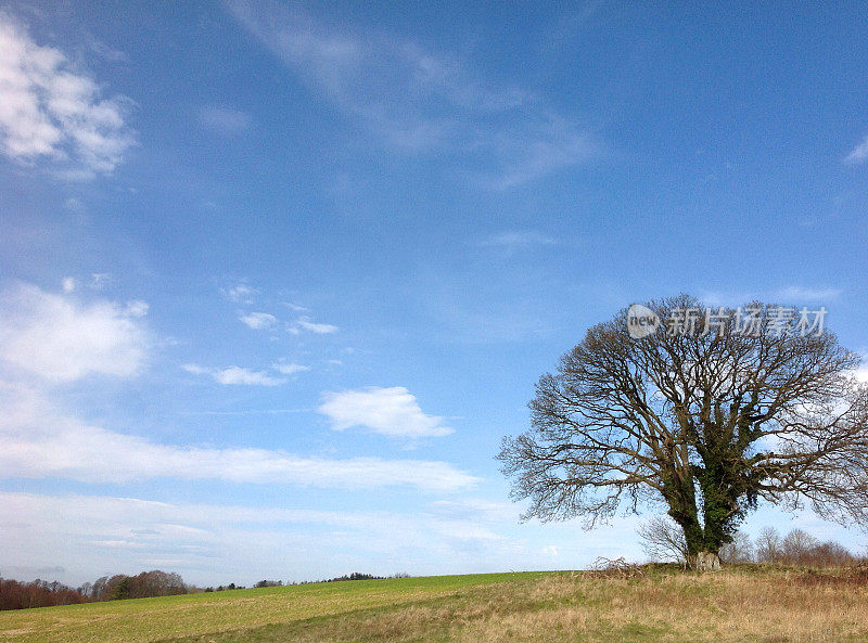 田野中树木的乡村景观形象，复制空间