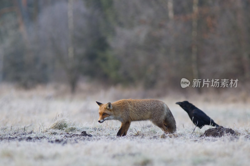 红狐狸和乌鸦。