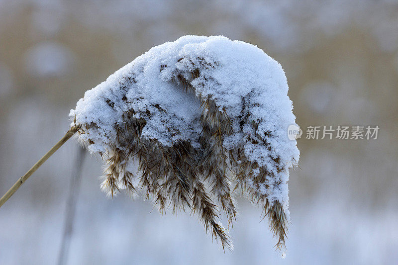 芦苇茎在雪的重压下弯曲