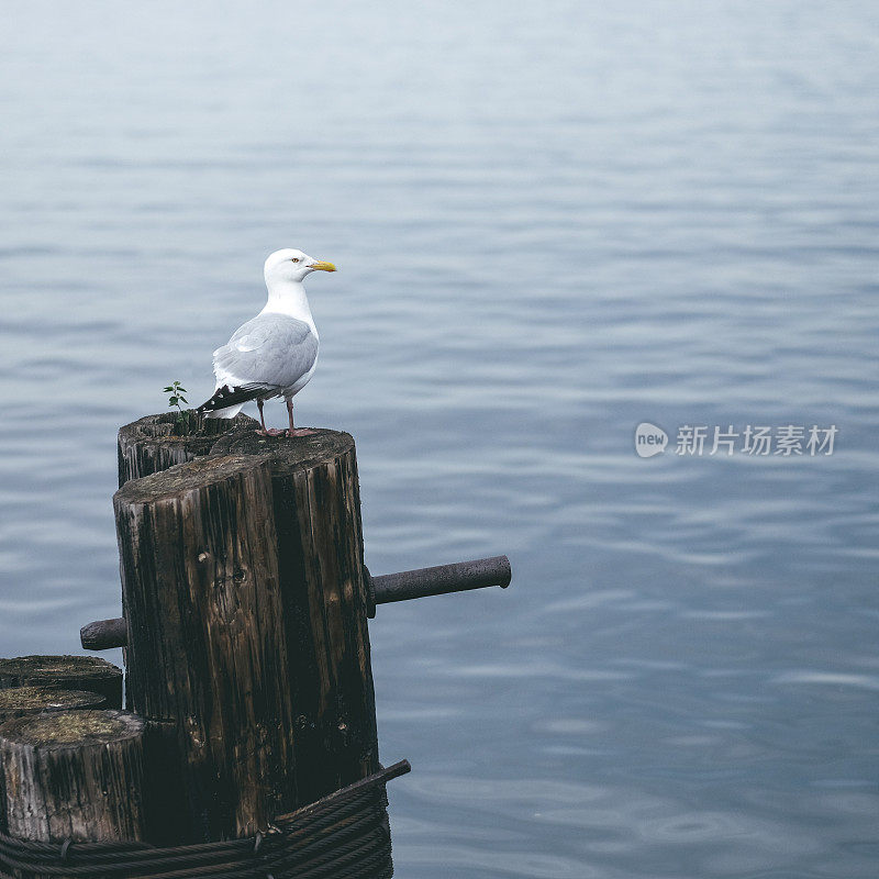 海鸥