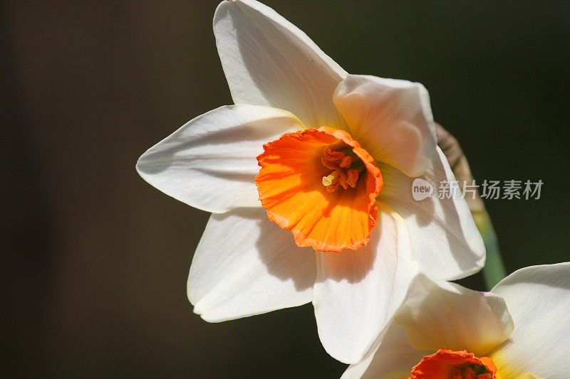 图像的白色水仙花头与橙色花冠，特写