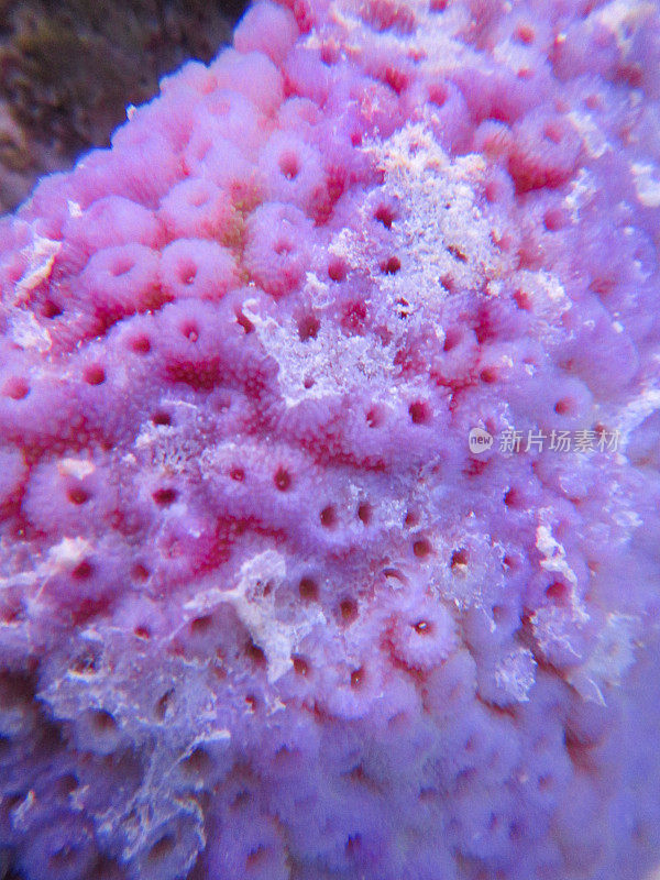 粉红色的珊瑚礁