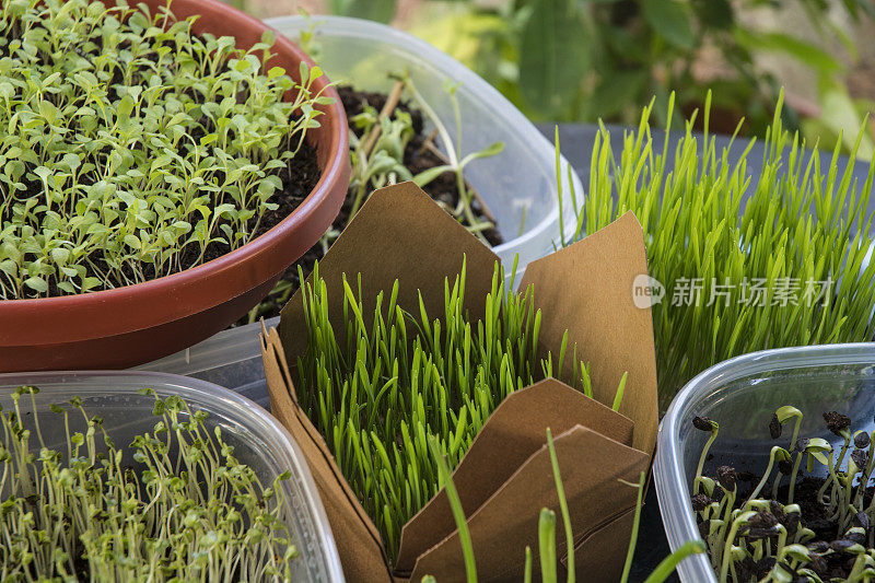 在户外种植麦草和豆芽