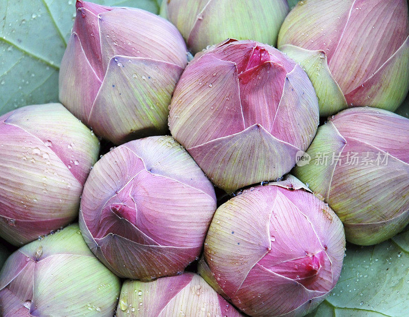 粉红色的莲花花蕾在泰国用于宗教祭祀