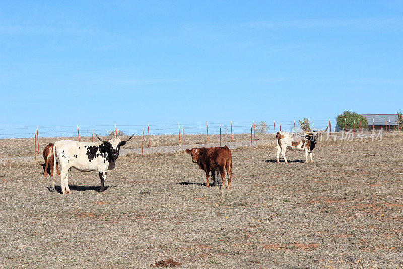 农业:德克萨斯州长角牛站在牧场上