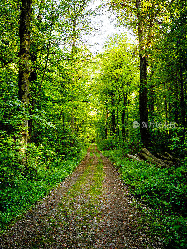 穿过绿色森林的小路