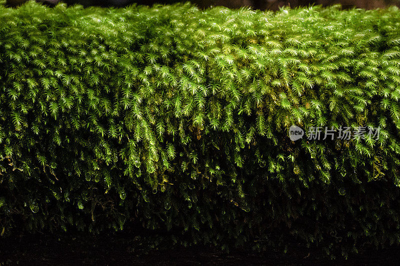 深绿色的雨林蕨类