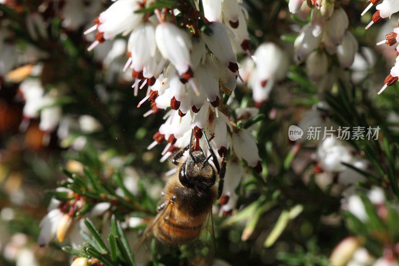 采集花蜜