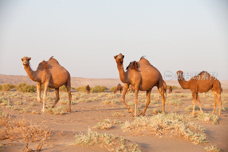 伊朗Maranjab沙漠的单峰骆驼