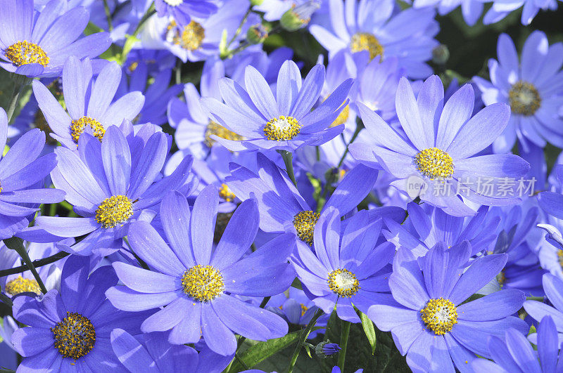 蓝色的瓜叶菊