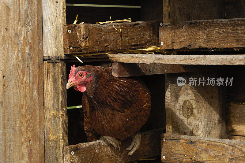 孤独的罗德岛红母鸡坐在巢上